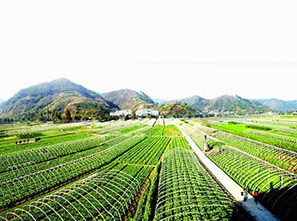 【湖南】復合水溶肥添加的硼酸原料
